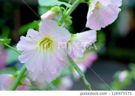 Hollyhocks pink flowers Hollyhocks pink flowers 126975571