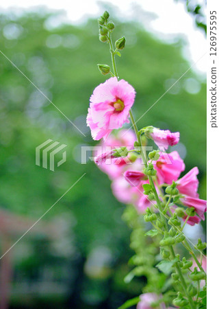 Hollyhocks pink flowers Hollyhocks pink flowers 126975595