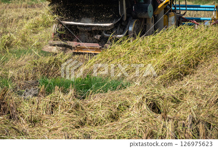 A combine harvester while harvesting rice crops in rice field. Combine harvesters are agricultural machines mainly used to harvest grain crops such as cereals. 126975623