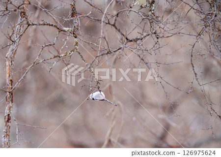 長尾長尾棲息在尋找食物的樹枝上 126975624