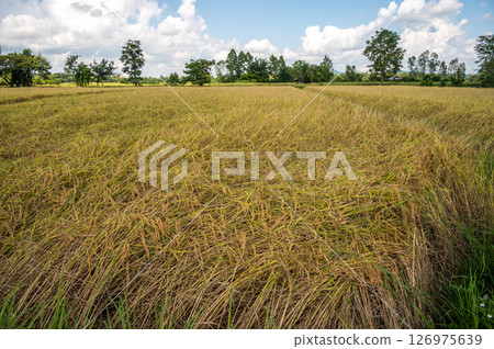 Paddy rice falling caused of heavy wind. Paddy rice falling caused of heavy wind. 126975639
