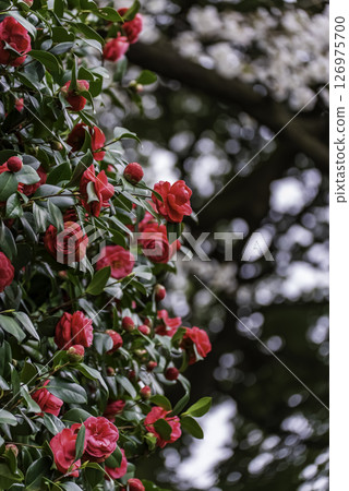 Full bloom camellia and cherry blossoms 126975700