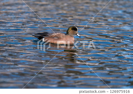 An American wigeon resting in a pond in the park An American wigeon resting in a pond in the park 126975916