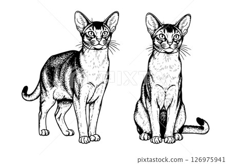 Black and white vector illustration of two Abyssinian cats in sitting and standing poses. Detailed fur texture, perfect for prints, logos, or design work. Pet, Animal. 126975941