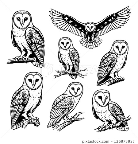 Set of detailed barn owl vector illustrations in various poses, including perched and flying. Ideal for prints, logos, and wildlife-themed artwork. Set of detailed barn owl vector illustrations in various poses, including perched and flying. Ideal for prints, logos, and wildlife-themed artwork. 126975955