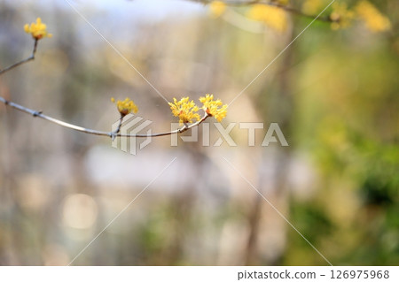 山茱萸花盛開 126975968