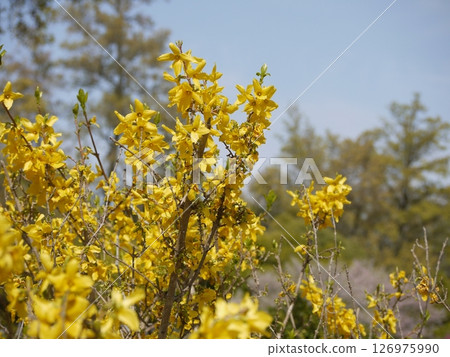 公園裡盛開的連翹花 公園裡盛開的連翹花 126975990