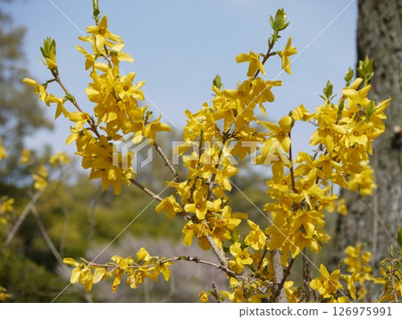 公園裡盛開的連翹花 126975991