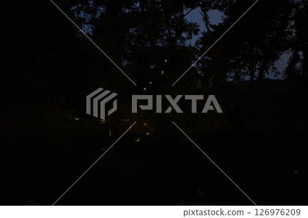 初夏飛舞的螢火蟲2 126976209