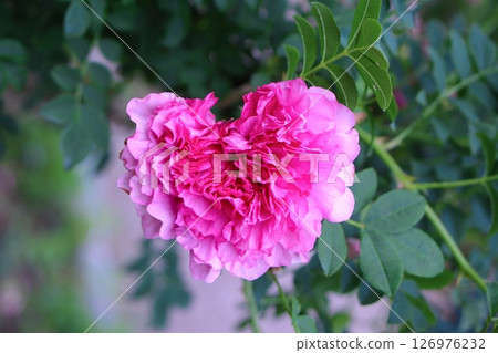 十六夜的心型玫瑰 126976232