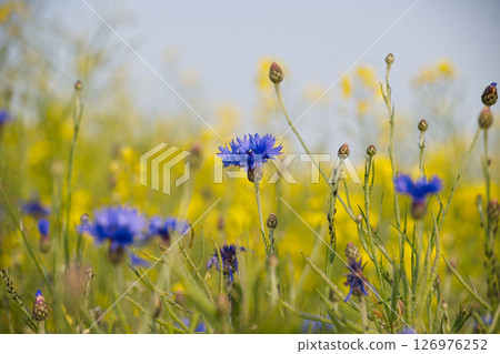 Vibrant Field of Blue Cornflowers and Yellow Wildflowers in Bloom Vibrant Field of Blue Cornflowers and Yellow Wildflowers in Bloom 126976252