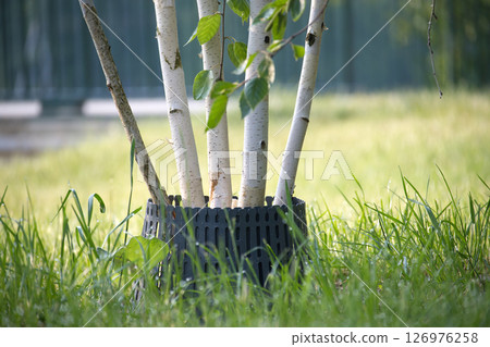 Close-Up View of Young Birch Trees Growing Outdoors Surrounded by Grass Close-Up View of Young Birch Trees Growing Outdoors Surrounded by Grass 126976258