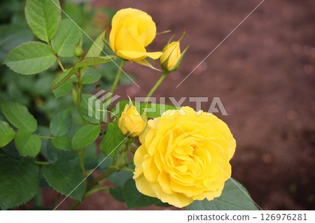 Roses of Izu dancer 126976281