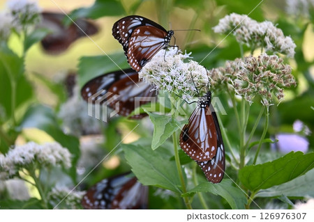 A Monarch butterfly resting in a paradise in early summer 126976307
