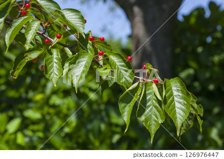 Large ripe cherry tree fruits, cherries, Yoshino cherry 126976447