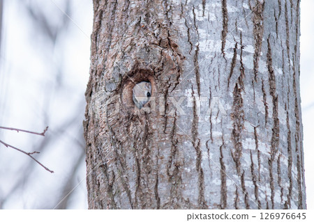 一隻西伯利亞飛鼠靜靜地從洞穴中向外張望，觀察外面的世界。 126976645