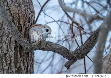 A flying squirrel resting on a tree branch A flying squirrel resting on a tree branch 126976648