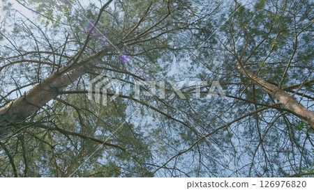 Serene Canopy A Unique Perspective on Natures Exceptional Beauty from Above the Forest Groves 126976820