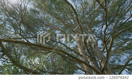 A Majestic Tree Canopy Spreads Beautifully Beneath a Bright and Clear Blue Sky Above A Majestic Tree Canopy Spreads Beautifully Beneath a Bright and Clear Blue Sky Above 126976842