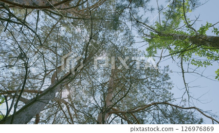 Natures Canopy A Beautiful and Serene Glimpse of the Enchanting Forest Sky Above You 126976869