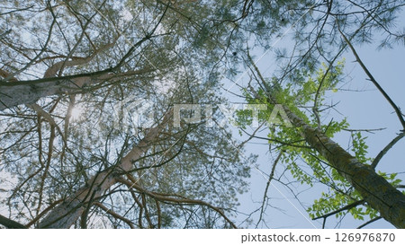 Gazing Up at Lush Trees in the Peaceful Open Space of Tranquil Nature All Around Me 126976870