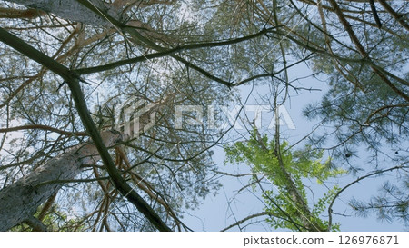 Majestic and towering trees stretch beautifully under a clear and vibrant blue sky above 126976871