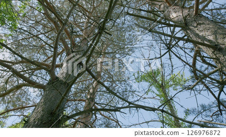 Dramatic and Striking Canopy View of Majestic Trees Against a Clear and Bright Sky 126976872