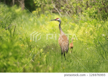 Sandhill Crane mother and babies in the swamp, Canada Sandhill Crane mother and babies in the swamp, Canada 126976993