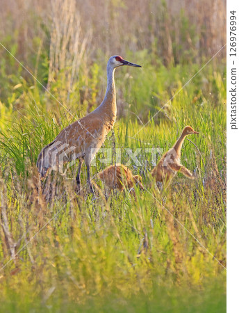 Sandhill Crane mother and babies in the swamp, Canada Sandhill Crane mother and babies in the swamp, Canada 126976994
