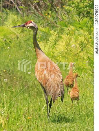 Sandhill Crane mother and babies in the swamp, Canada Sandhill Crane mother and babies in the swamp, Canada 126976995