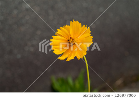 Golden chicken chrysanthemum 126977000