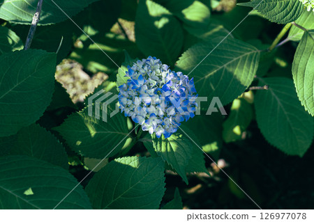 A hydrangea hiding quietly A hydrangea hiding quietly 126977078