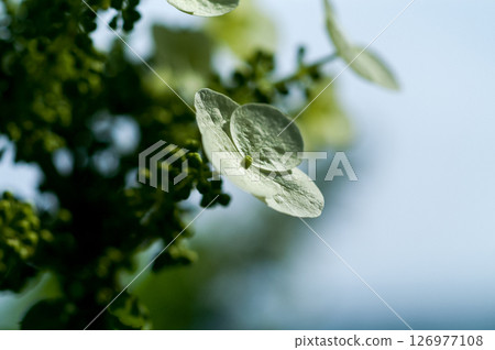 Kashiwaba Hydrangea Kashiwaba Hydrangea 126977108