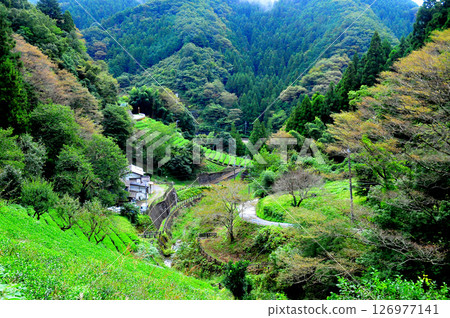Sanogawa tea is grown in the blessed natural environment at the foot of Mount Jinba. 126977141