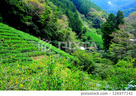 佐野川茶生長於金馬山腳下得天獨厚的自然環境。 126977142