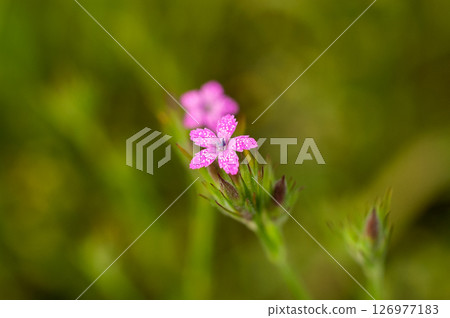 Nadeshiko Nohara Nadeshiko Nohara 126977183