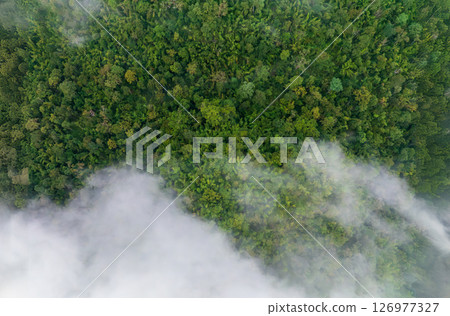 Tropical forests can absorb large amounts of carbon dioxide from the atmosphere. Tropical forests can absorb large amounts of carbon dioxide from the atmosphere. 126977327