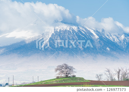 [岩手縣] 岩手山與八幡平市玉內的一株櫻花 126977373