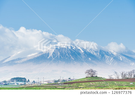 [岩手縣] 岩手山與八幡平市玉內的一株櫻花 126977376