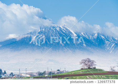 [岩手縣] 岩手山與八幡平市玉內的一株櫻花 126977378