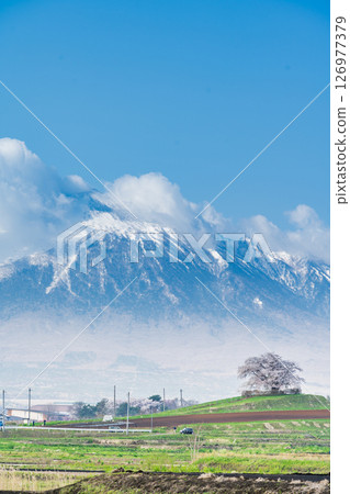 [岩手縣] 岩手山與八幡平市玉內的一株櫻花 126977379