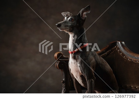 Simple studio portrait of an Italian Greyhound Simple studio portrait of an Italian Greyhound 126977392