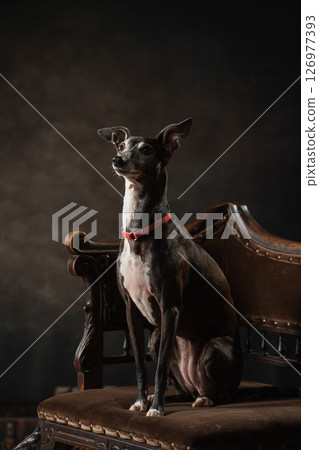 義大利靈緹犬的簡單工作室肖像 義大利靈緹犬的簡單工作室肖像 126977393