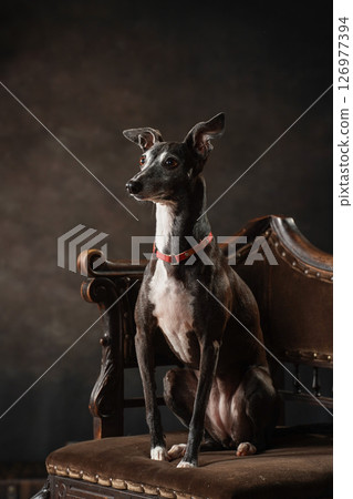 義大利靈緹犬的簡單工作室肖像 義大利靈緹犬的簡單工作室肖像 126977394