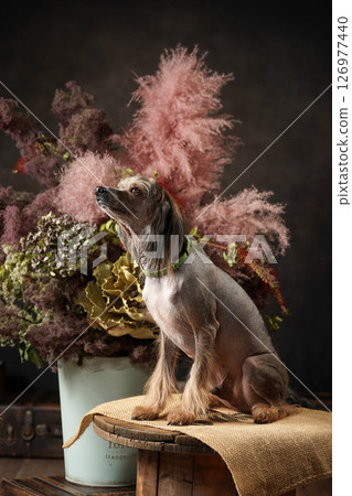 Chinese Crested Dog Studio Portrait 126977440