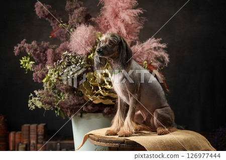 Chinese Crested Dog Studio Portrait 126977444