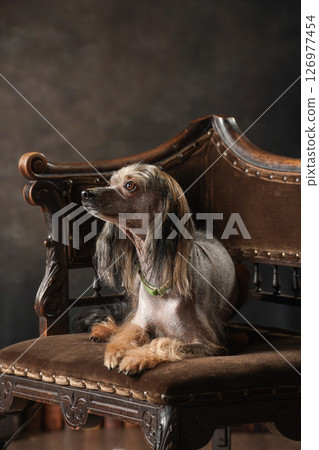 Chinese Crested Dog Studio Portrait 126977454