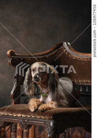 Chinese Crested Dog Studio Portrait Chinese Crested Dog Studio Portrait 126977458