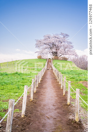 岩手縣八幡平市的一棵櫻花樹盛開 126977468