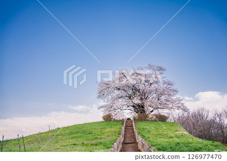 岩手縣八幡平市的一棵櫻花樹盛開 126977470